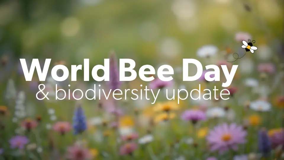 Making a Buzz: Supporting Biodiversity on World Bee Day